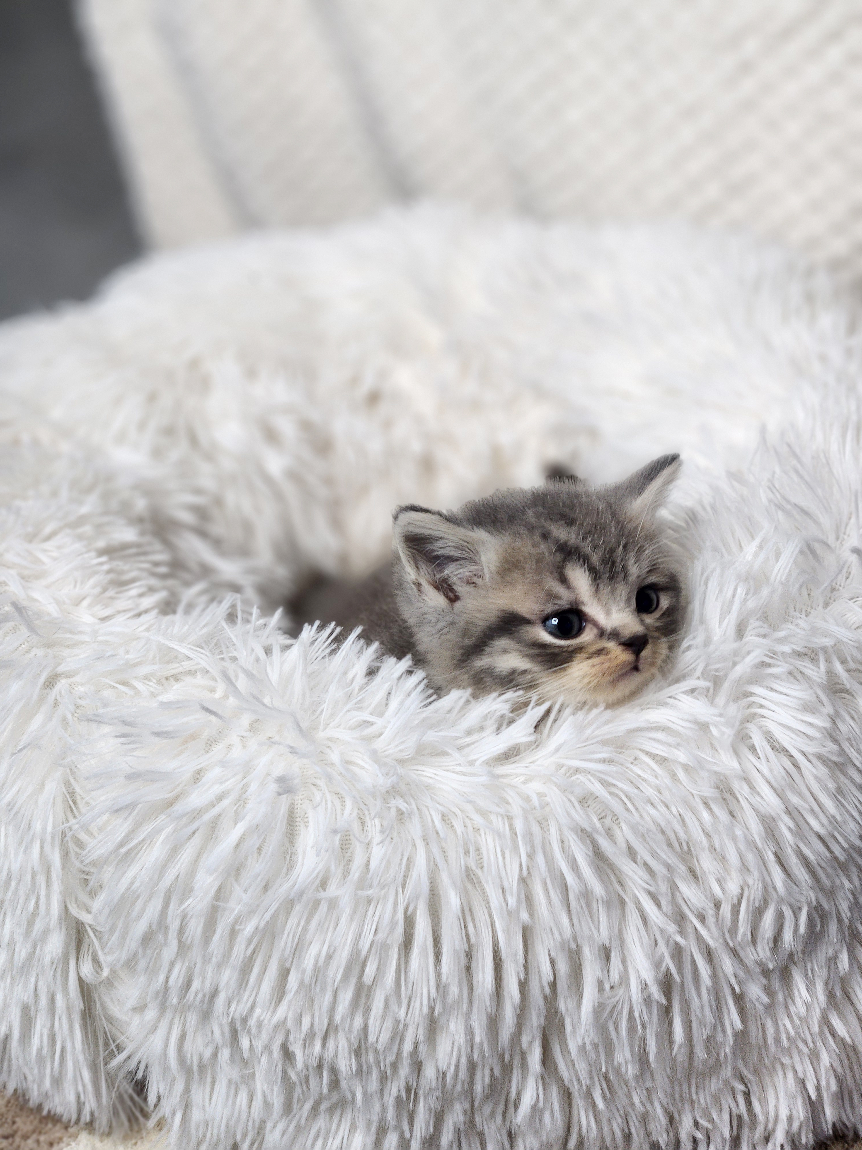 브리티쉬숏헤어분양