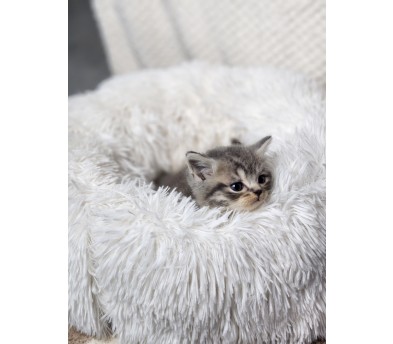 브리티쉬숏헤어분양