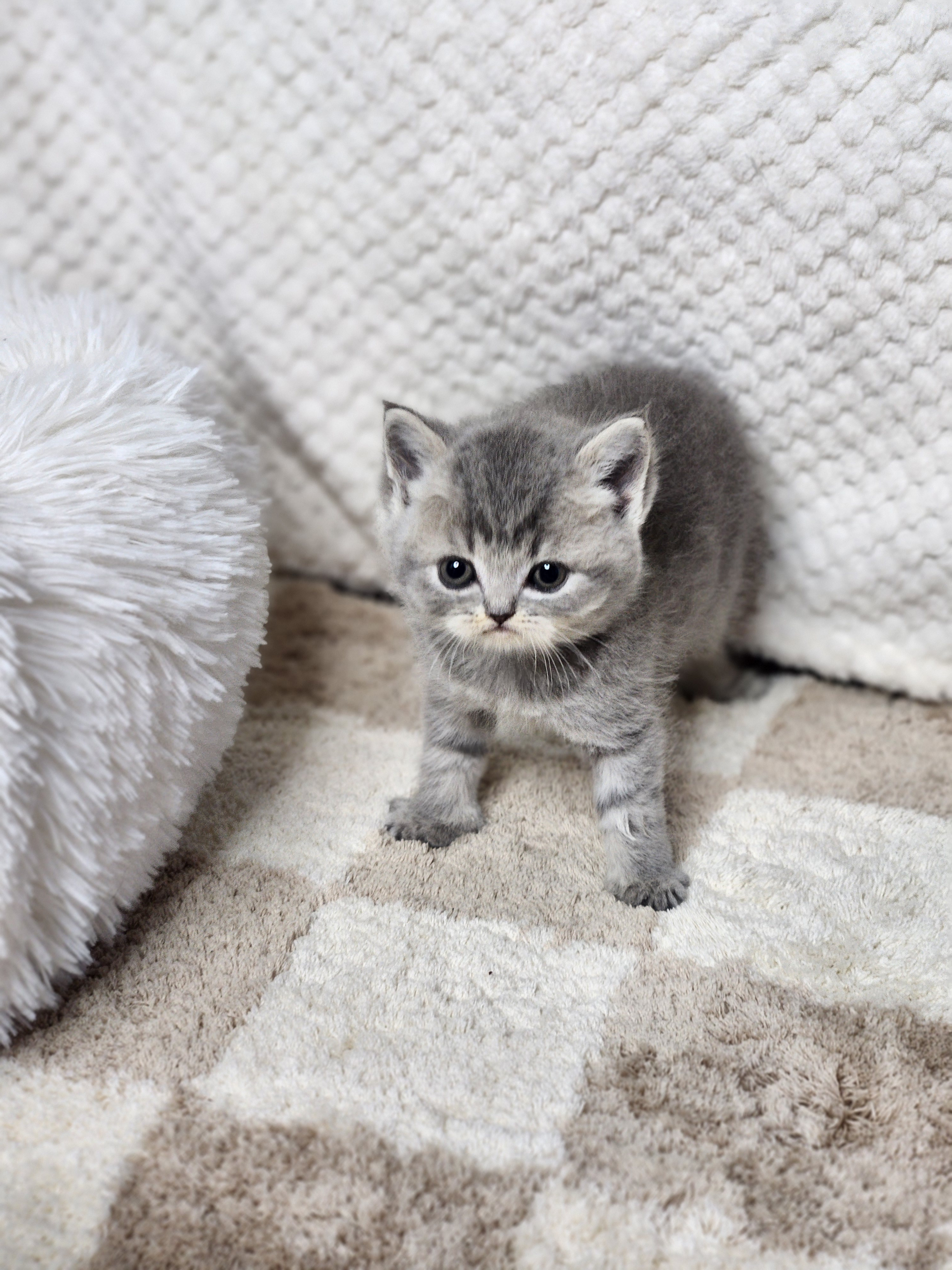 브리티쉬숏헤어분양