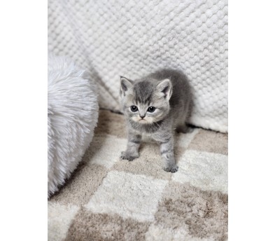 브리티쉬숏헤어분양