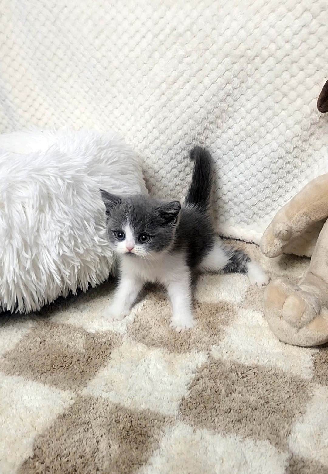 브리티쉬숏헤어분양