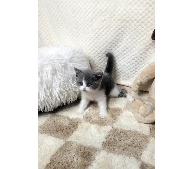브리티쉬숏헤어분양