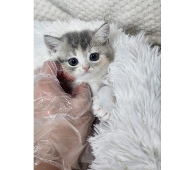 브리티쉬숏헤어분양