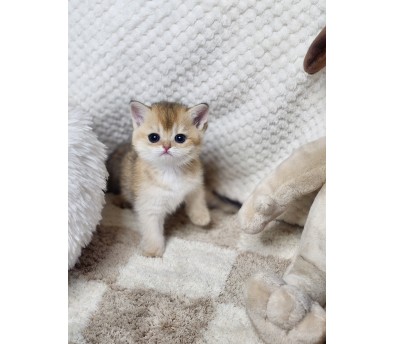 브리티쉬숏헤어분양