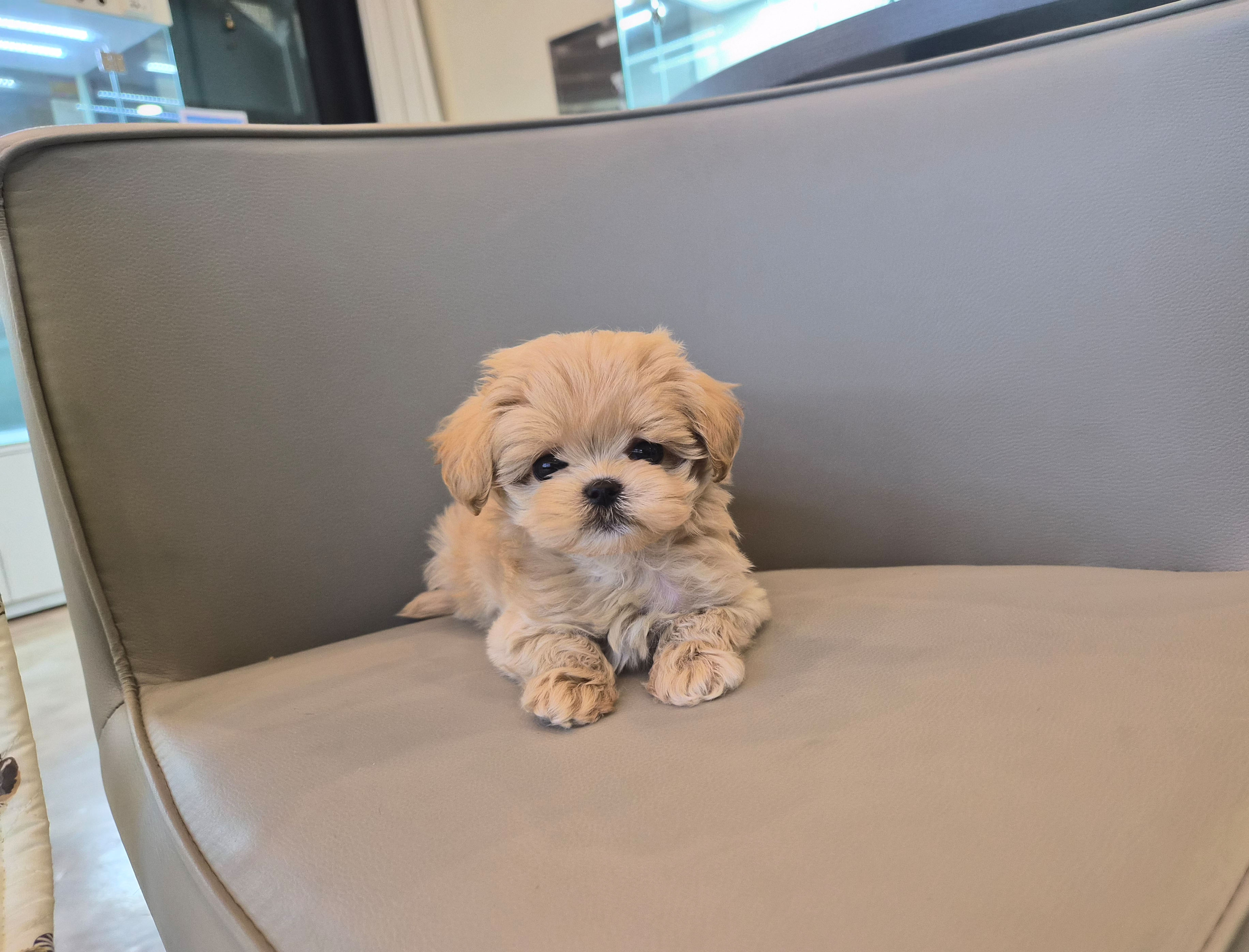 말티푸분양(10만원부터)