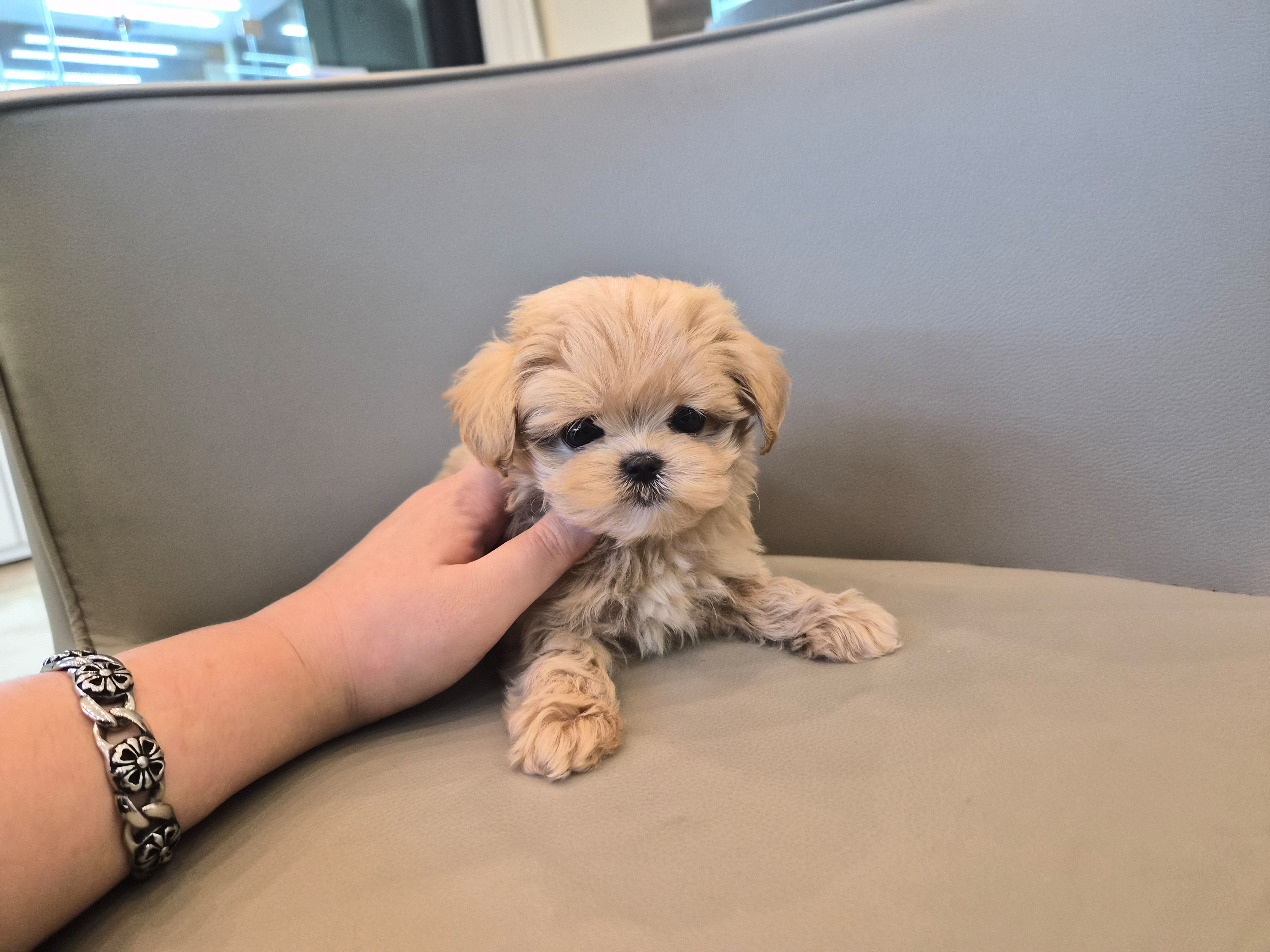 말티푸분양(10만원부터)