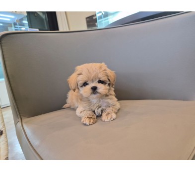 말티푸분양(10만원부터)