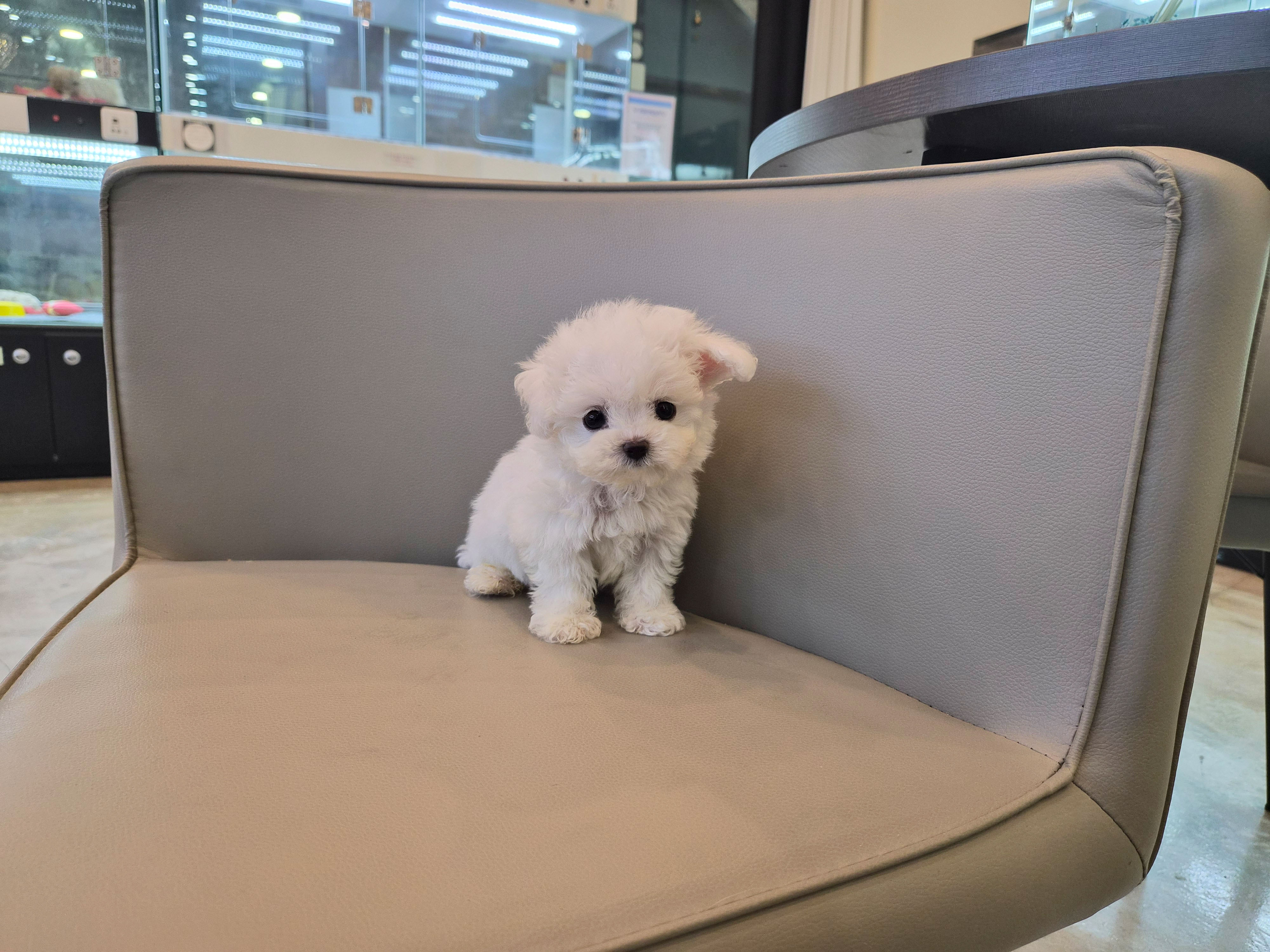 미니비숑분양합니다(10만원부터)