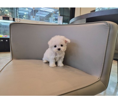 미니비숑분양합니다(10만원부터)