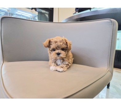 말티푸분양(10만원부터)