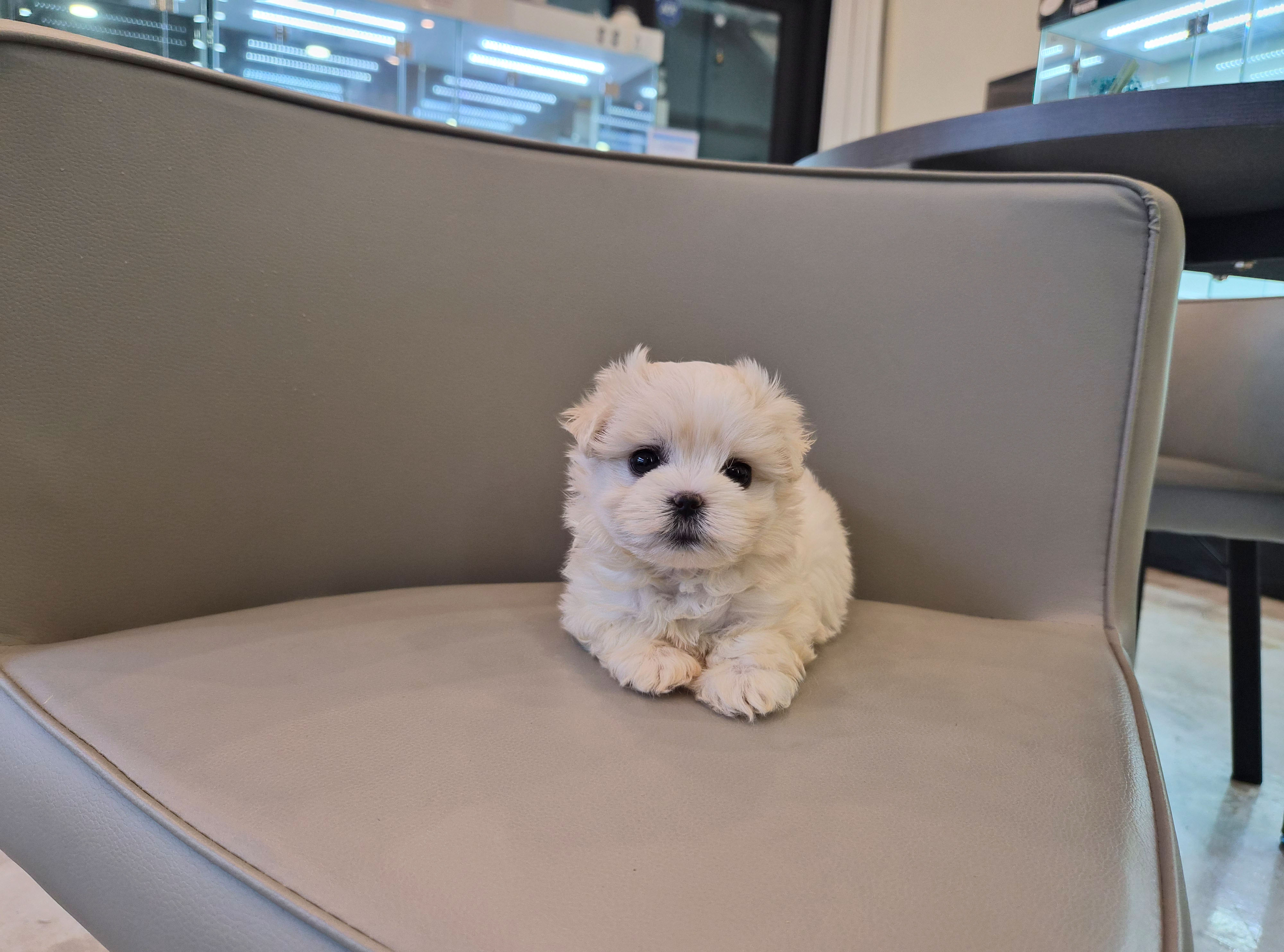 말티푸분양(10만원부터)