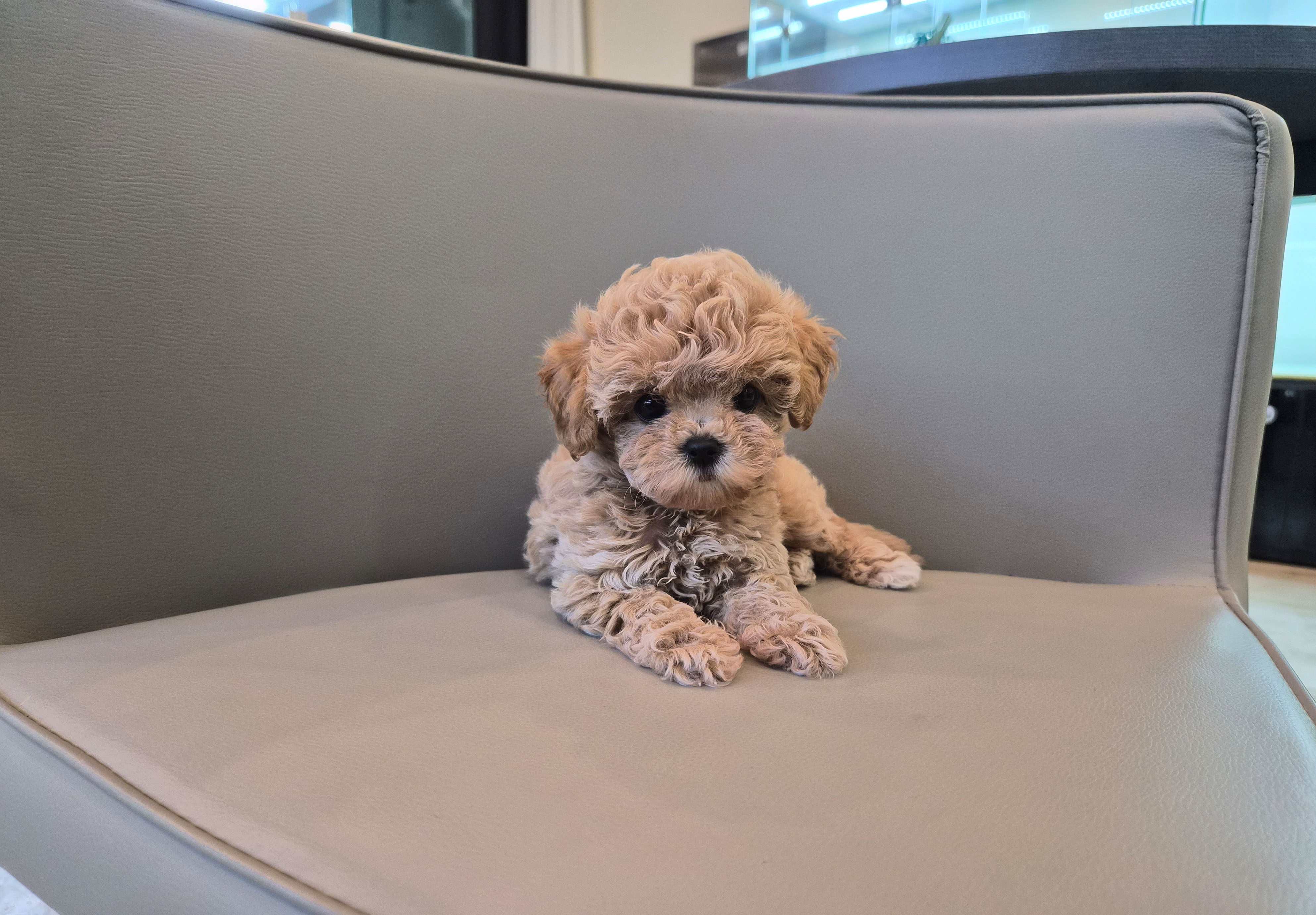 토이푸들분양(10만원부터)