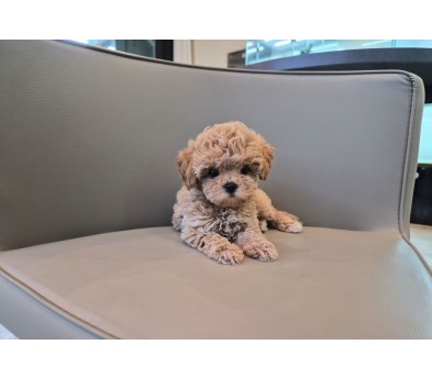 토이푸들분양(10만원부터)