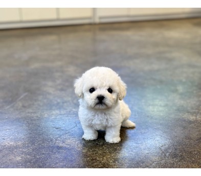 미니비숑분양합니다(10만원부터)