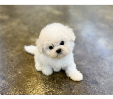 미니비숑분양합니다(10만원부터)