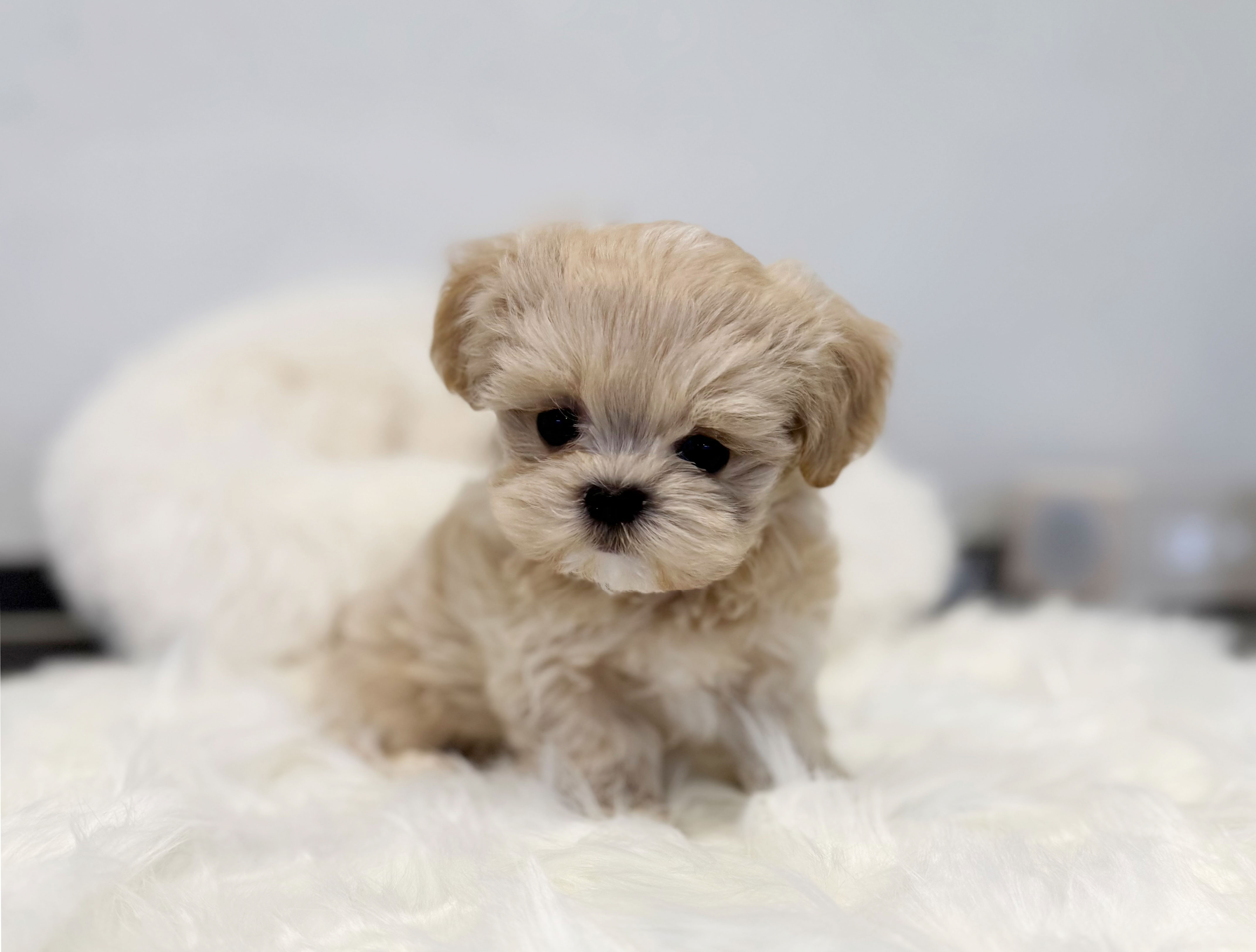 말티푸분양(10만원부터)