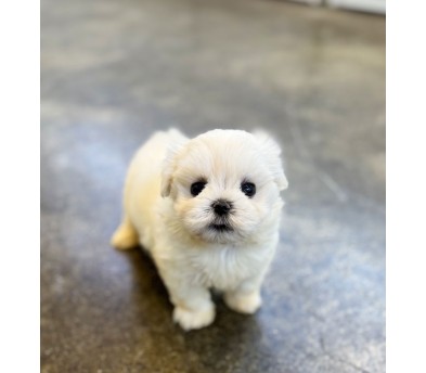 말티푸분양(10만원부터)