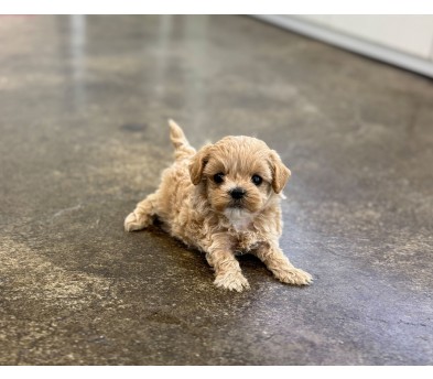 말티푸분양(10만원부터)