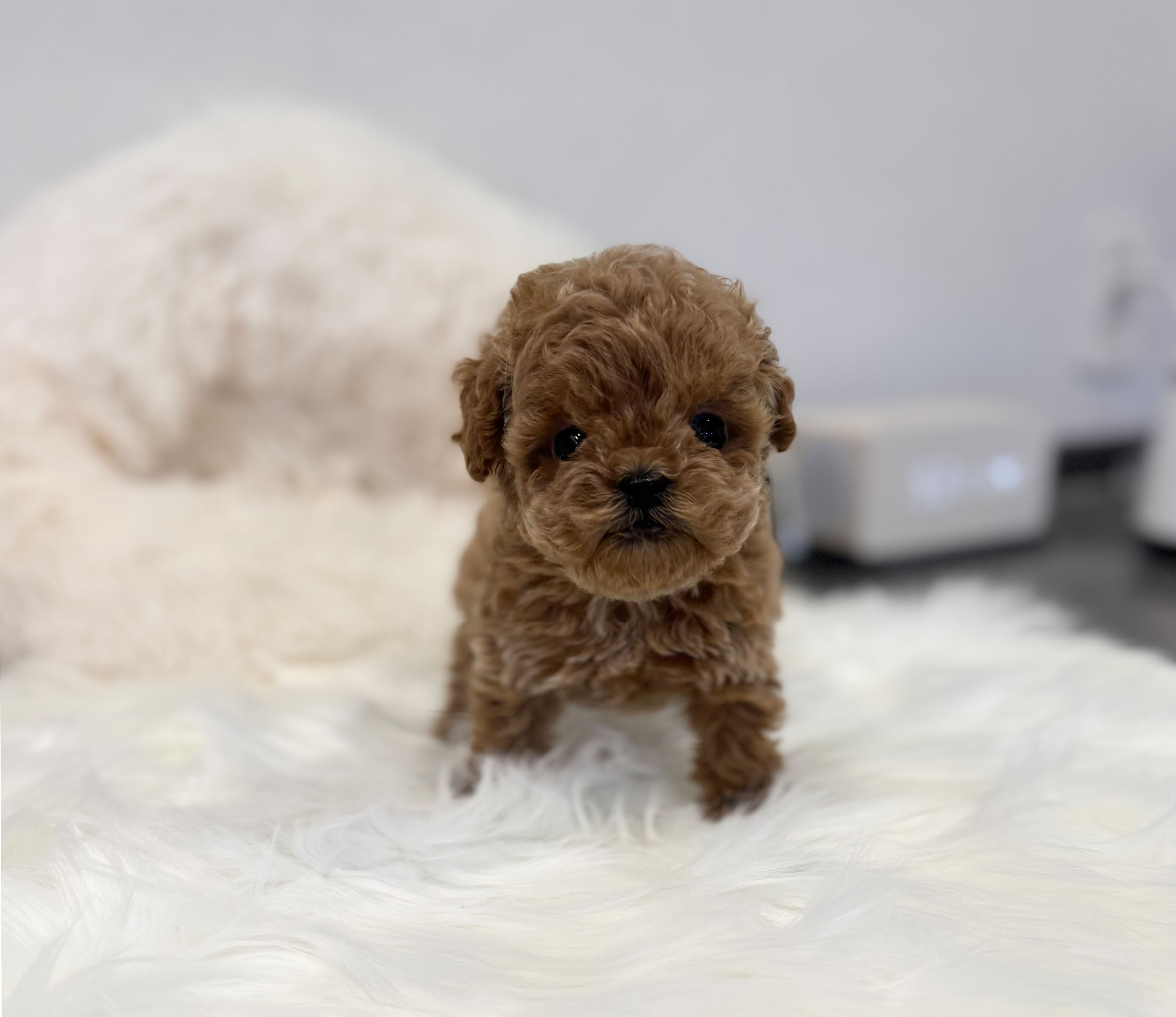 토이푸들분양(10만원부터)