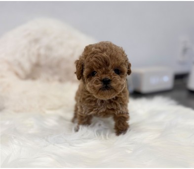 토이푸들분양(10만원부터)
