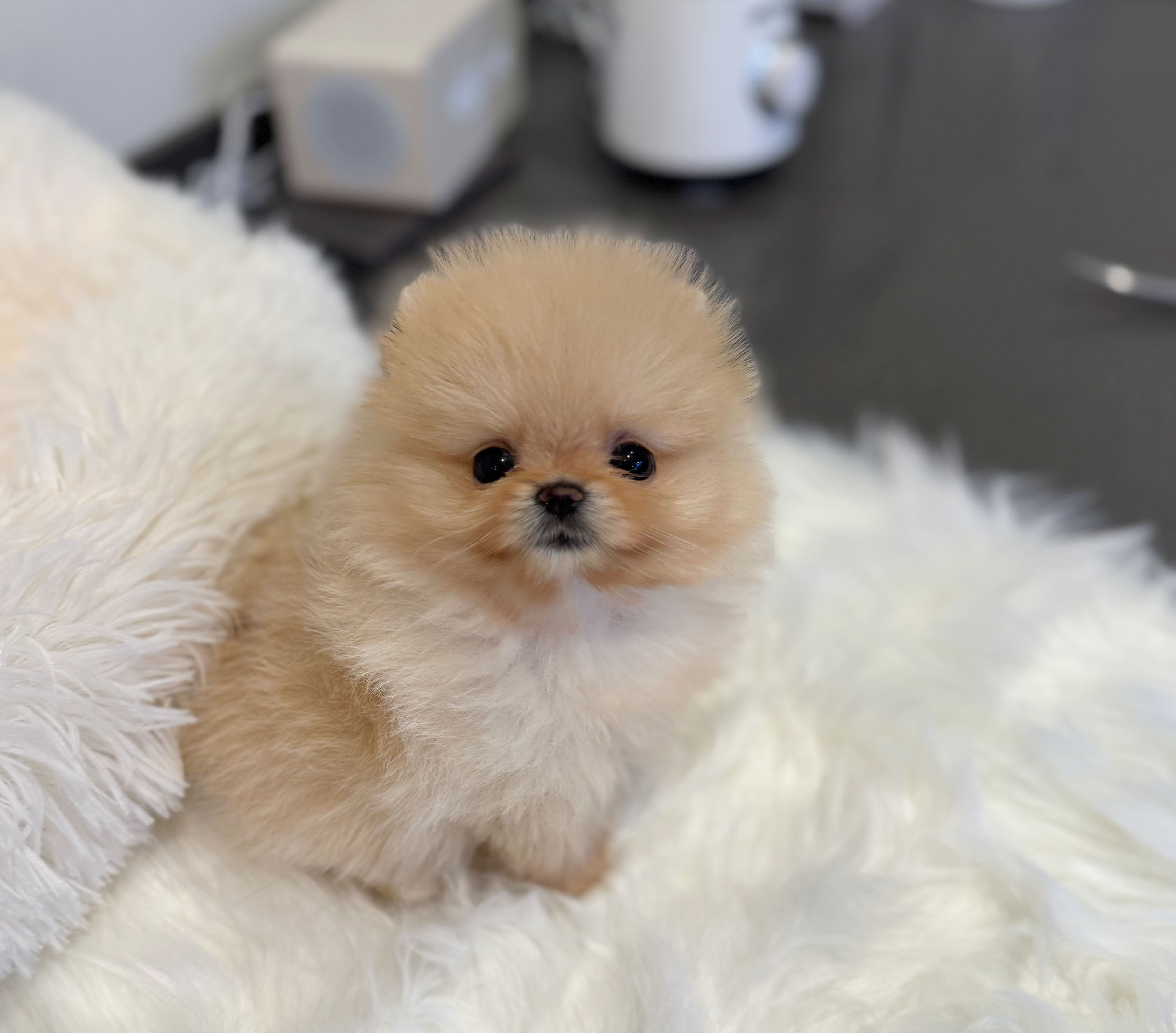 포메라니안분양(20만원부터)