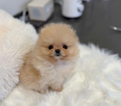 포메라니안분양(20만원부터)