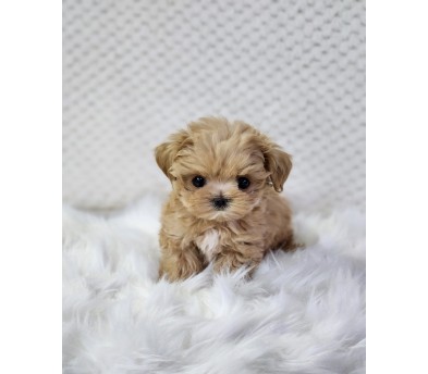 말티푸분양(10만원부터)