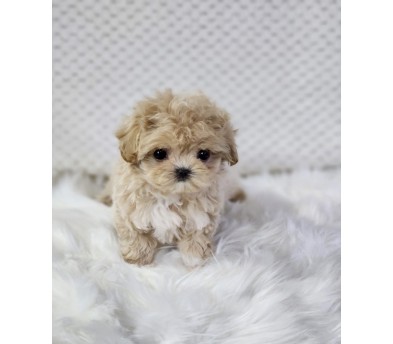 말티푸분양(10만원부터)