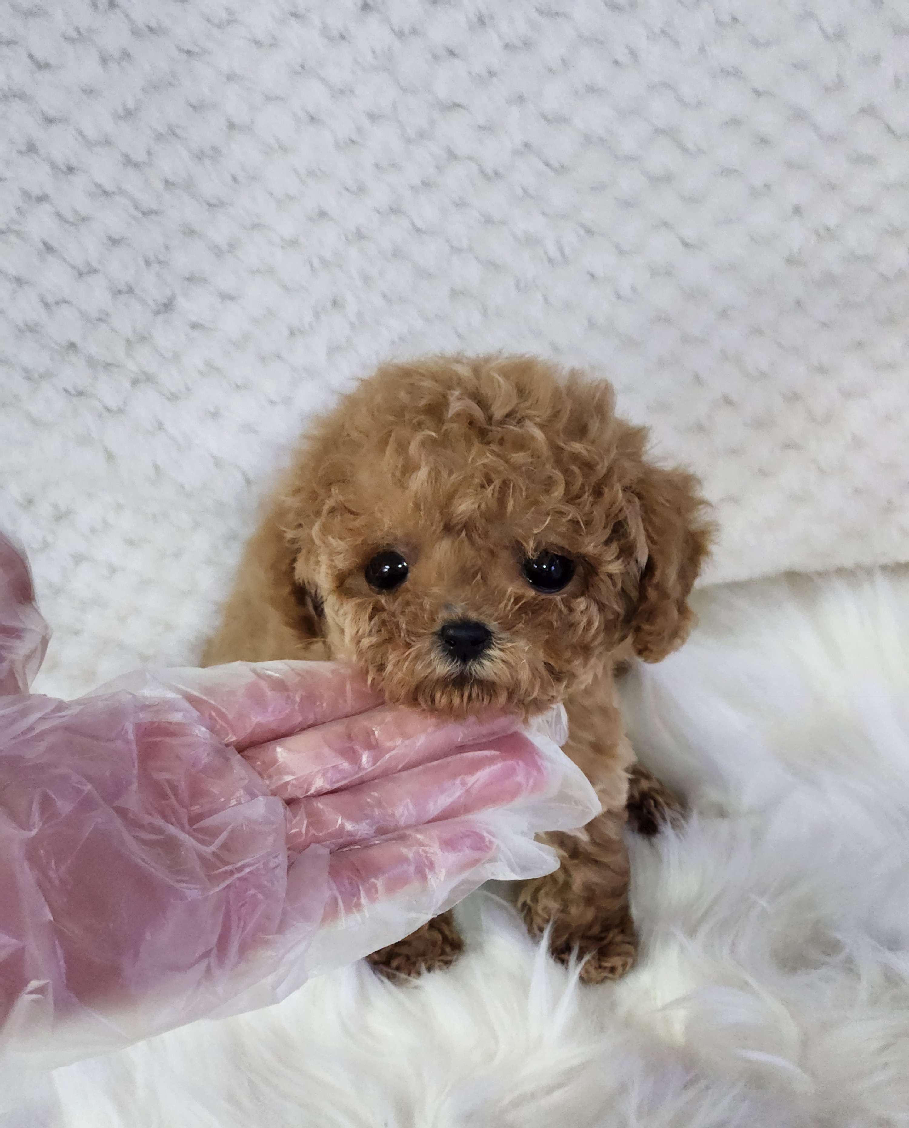 토이푸들분양(10만원부터)