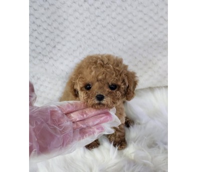 토이푸들분양(10만원부터)