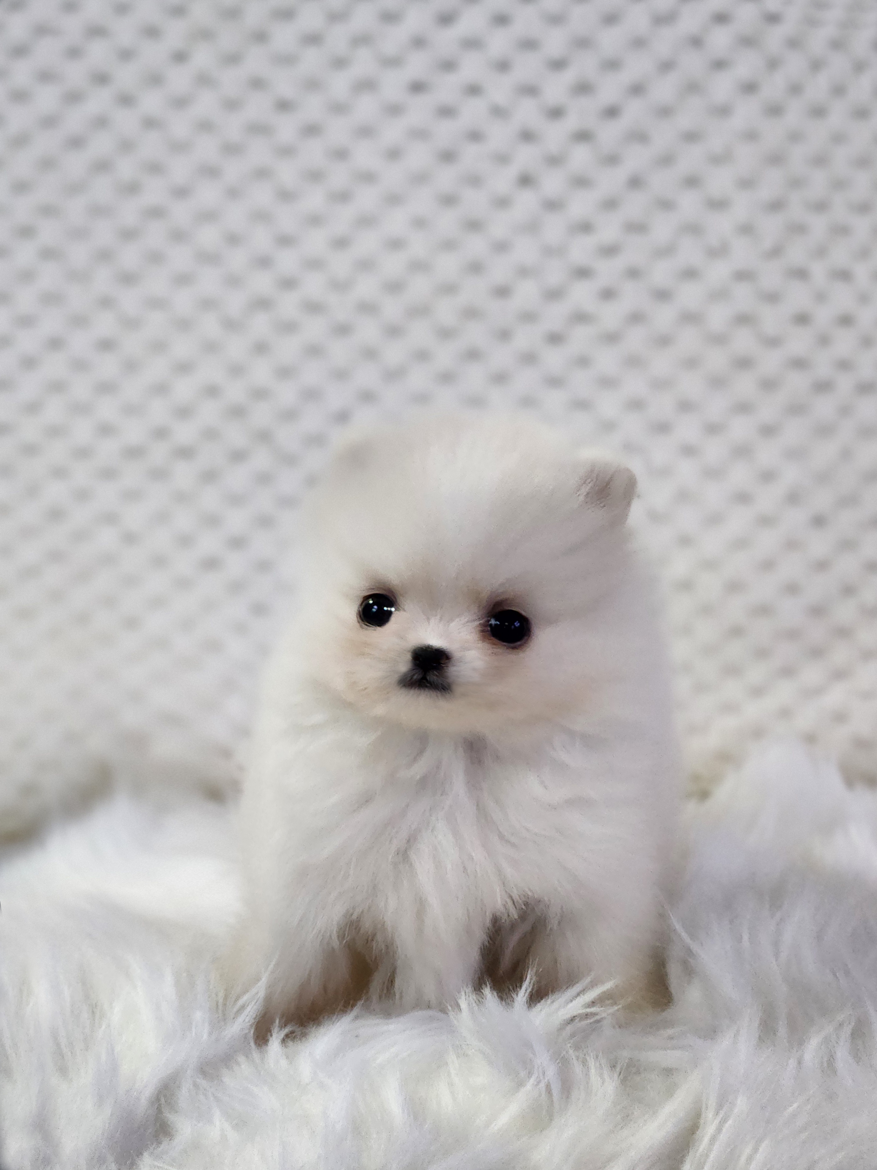 포메라니안분양(20만원부터)