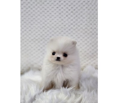 포메라니안분양(20만원부터)