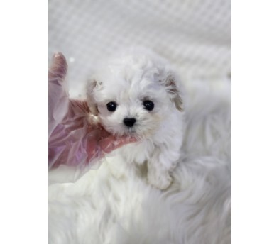 미니비숑분양합니다(10만원부터)