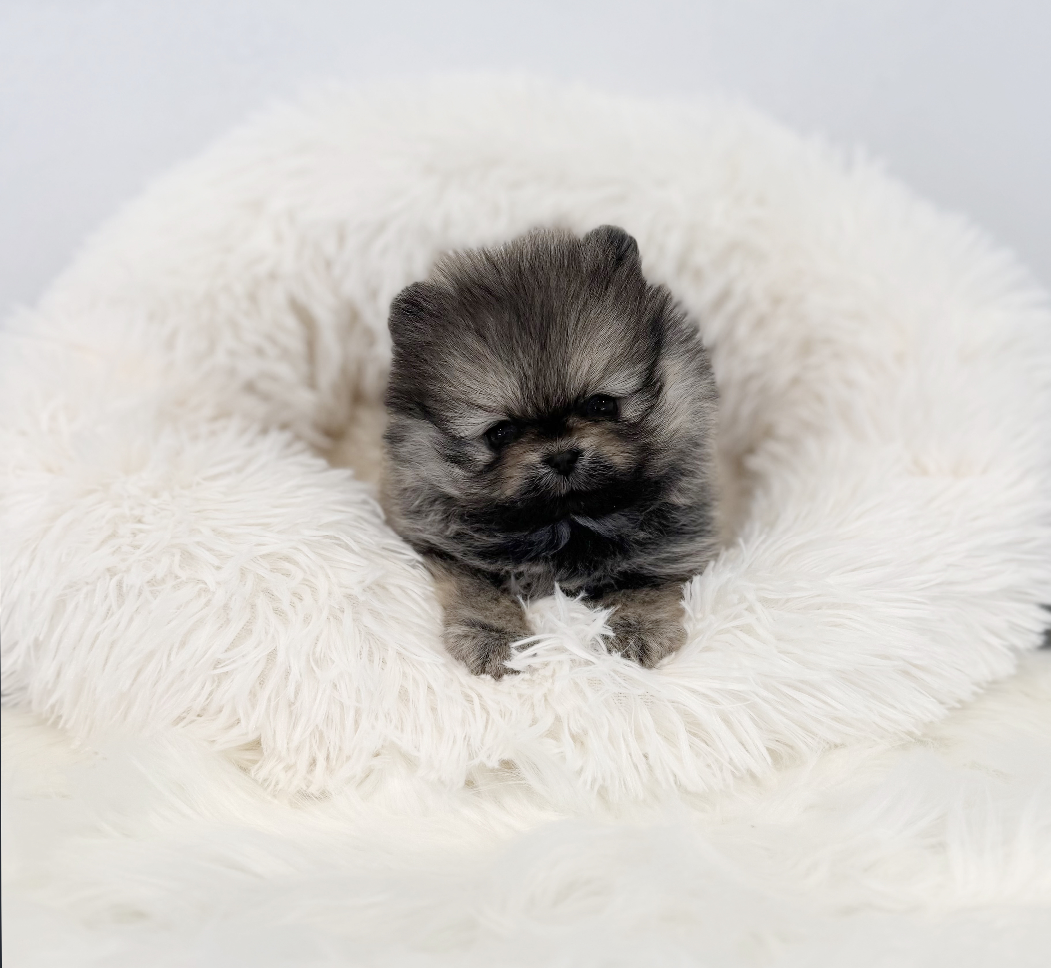 포메라니안분양(20만원부터)