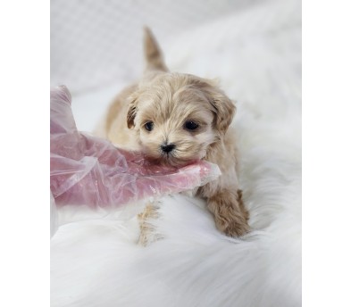 말티푸분양(10만원부터)