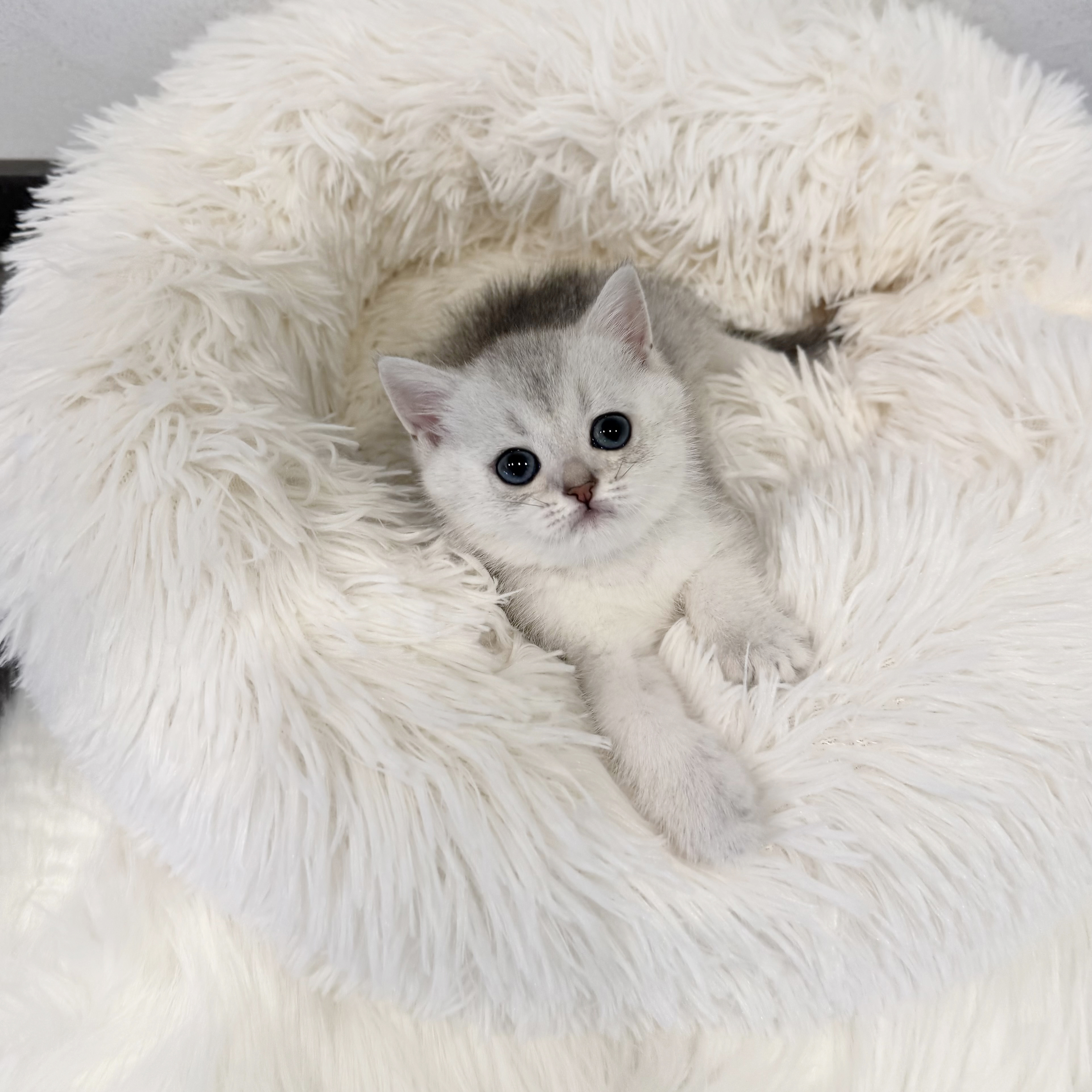 브리티쉬숏헤어분양합니다