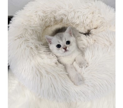 브리티쉬숏헤어분양합니다