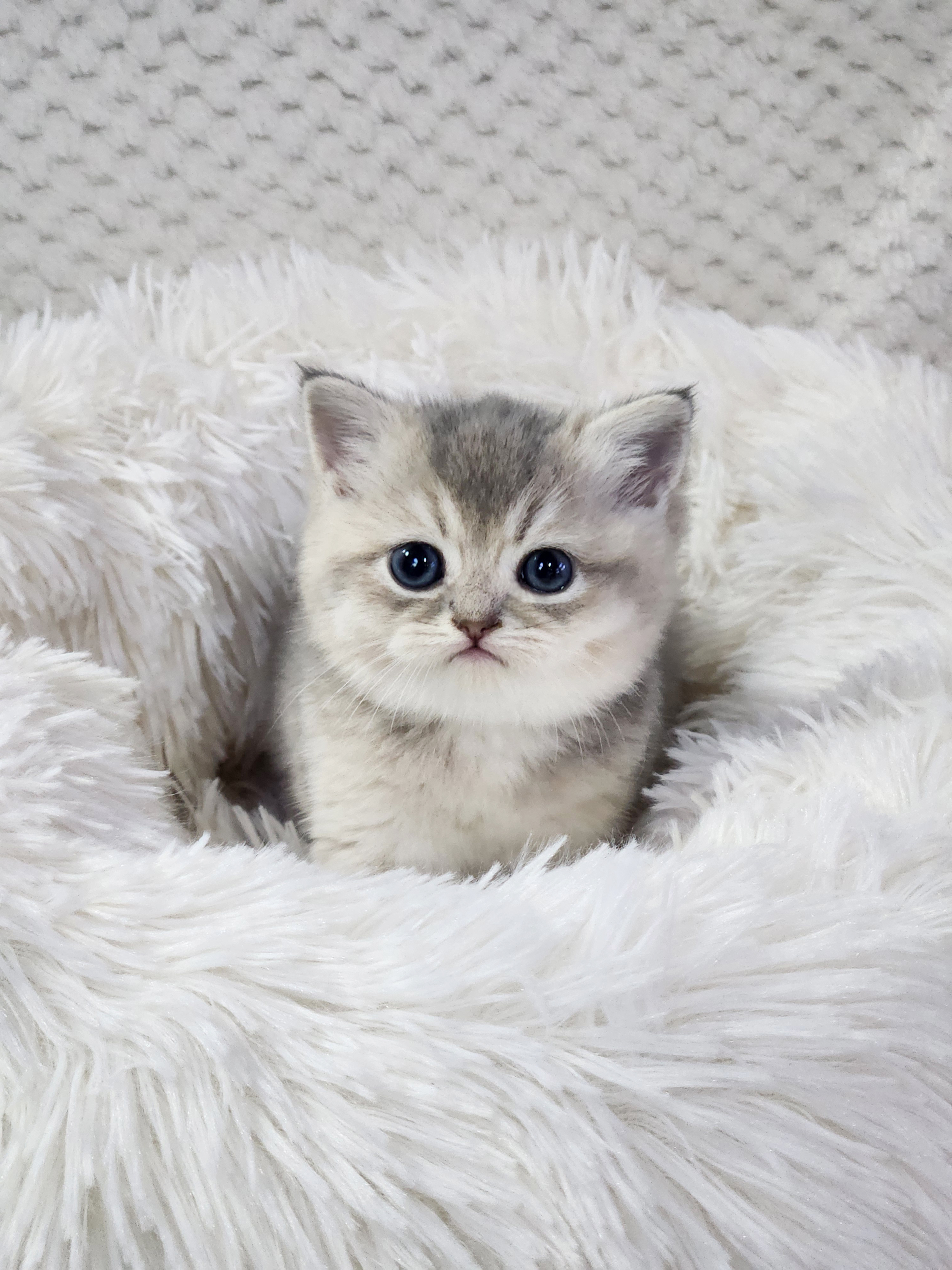 브리티쉬숏헤어분양합니다