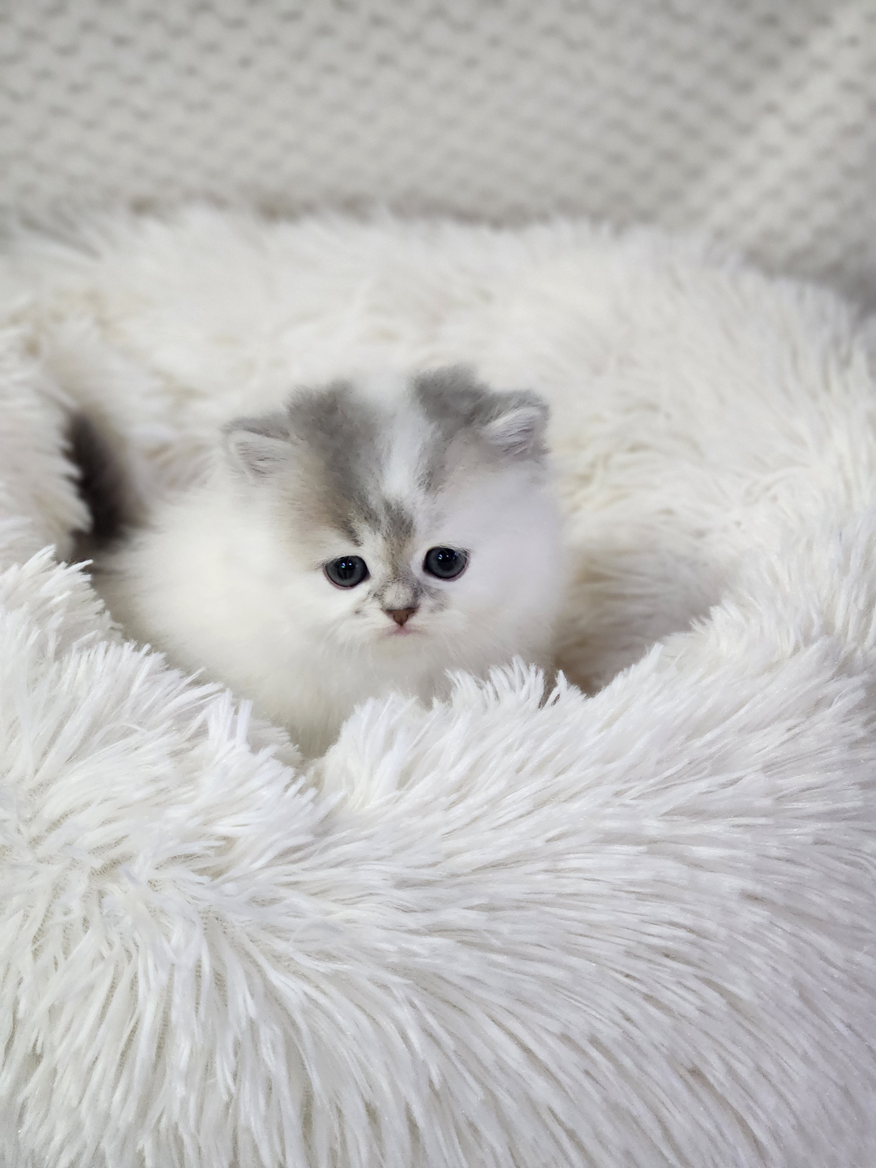 브리티쉬숏헤어분양합니다