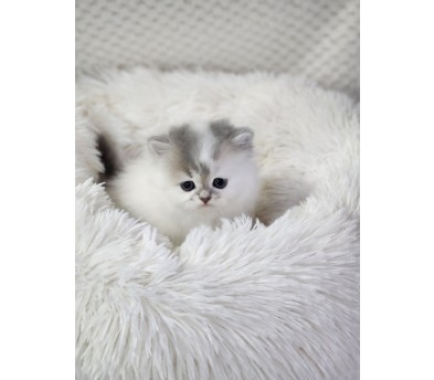 브리티쉬숏헤어분양합니다