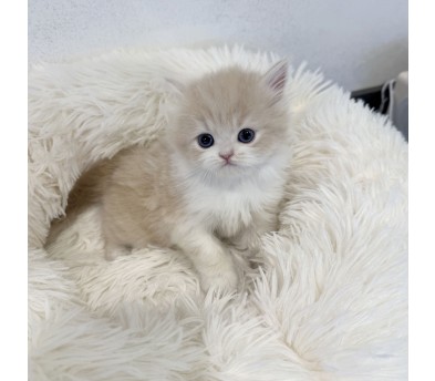 브리티쉬숏헤어분양합니다