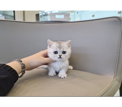 브리티쉬숏헤어분양합니다