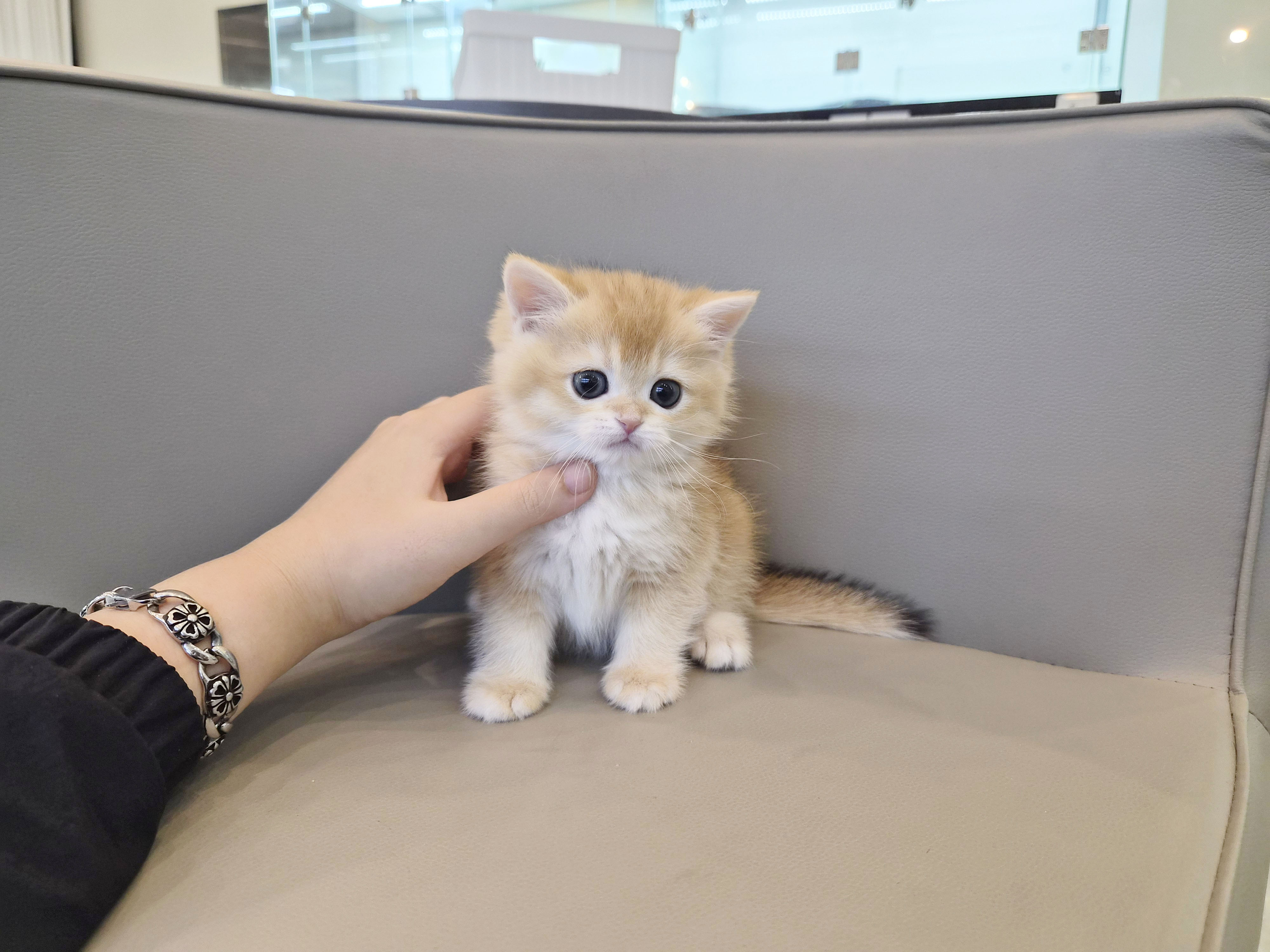 브리티쉬숏헤어분양합니다