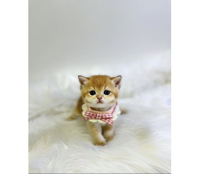 브리티쉬숏헤어분양합니다