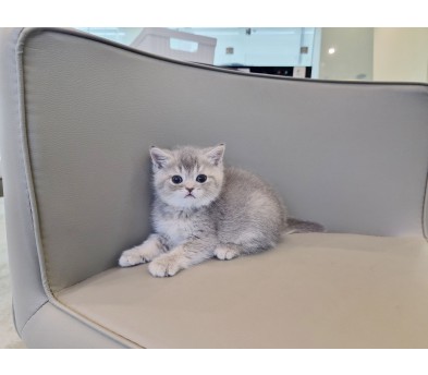 브리티쉬숏헤어분양합니다