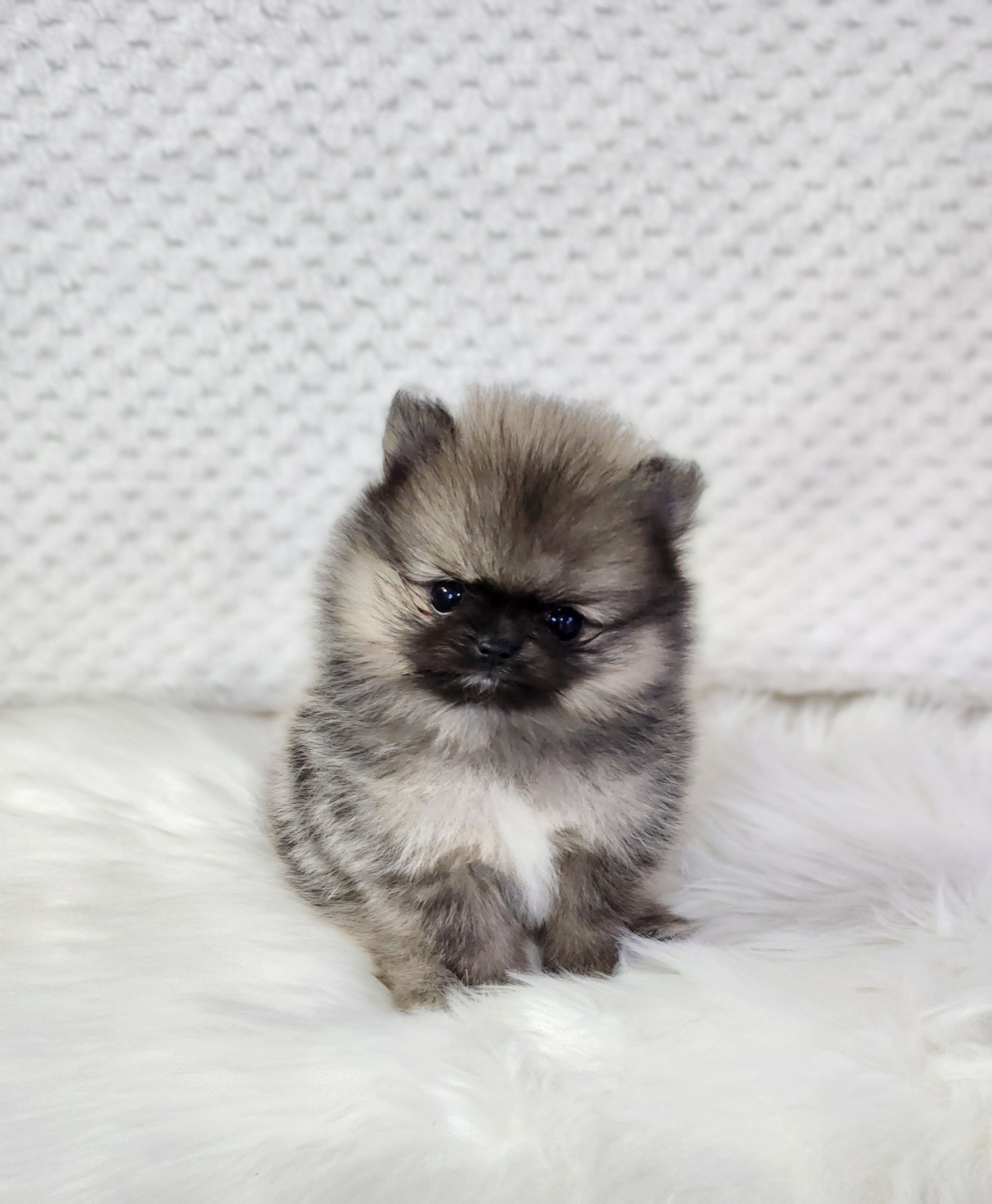 포메라니안분양(20만원부터)