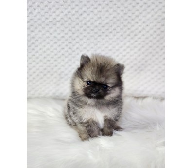 포메라니안분양(20만원부터)