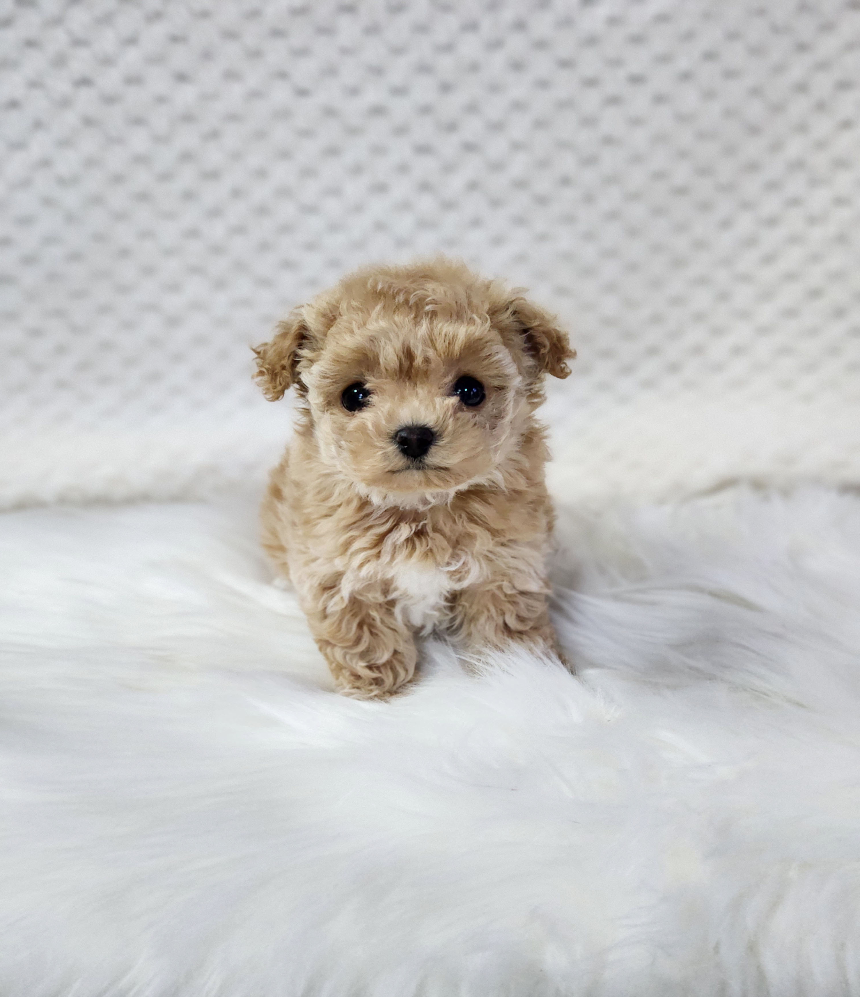 토이푸들분양(10만원부터)