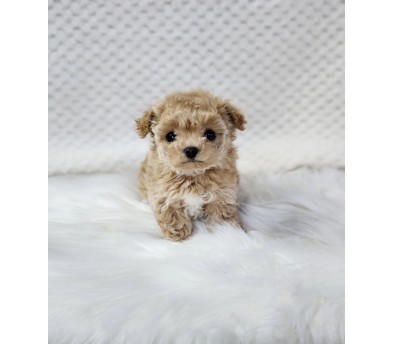 토이푸들분양(10만원부터)