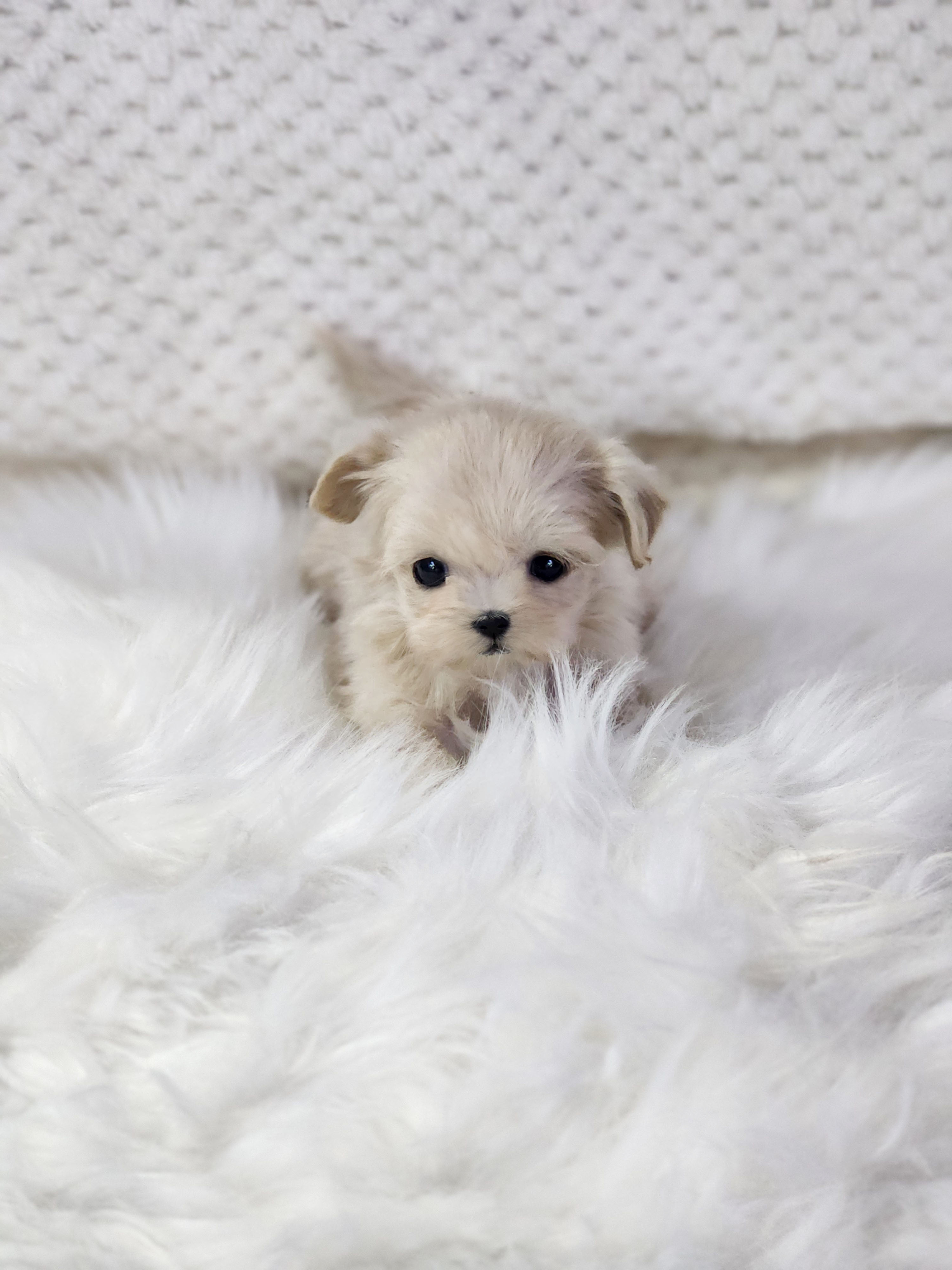 말티푸분양(10만원부터)